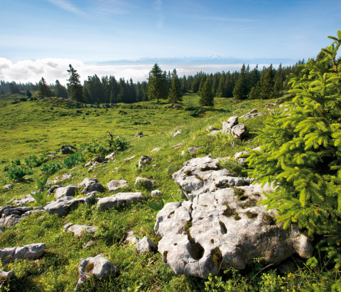 Parc Naturel Régional Jura Vaudois