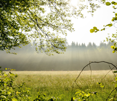 Parc Naturel du Jorat