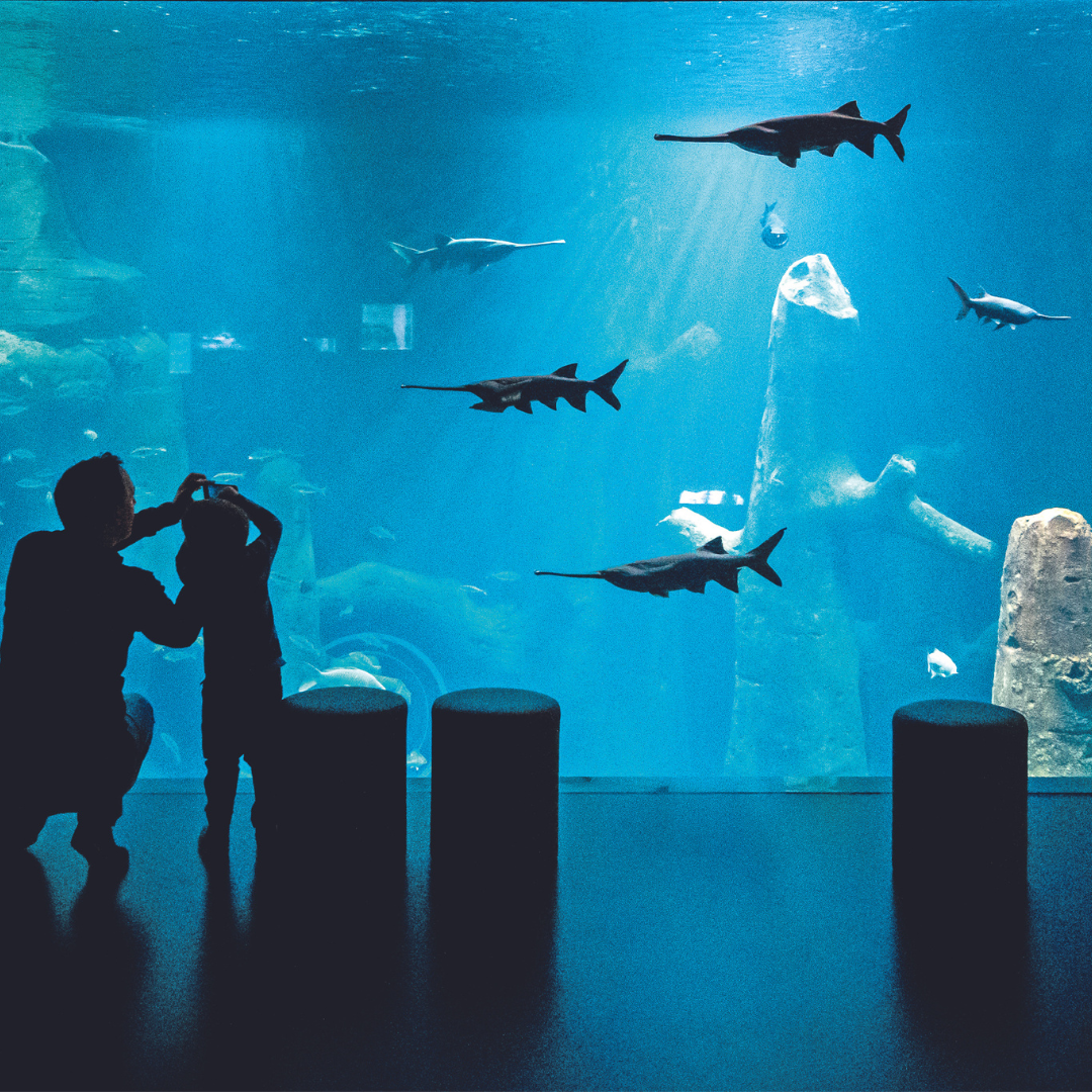 Aquatis-Aquarium-Vivarium Lausanne