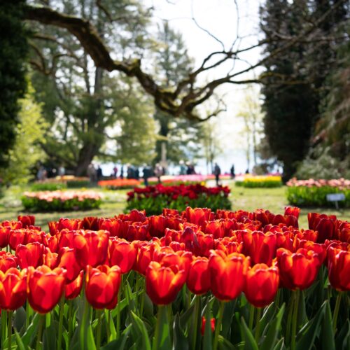 Fête de la Tulipe - Morges - 28 mars au 11 mai 2025