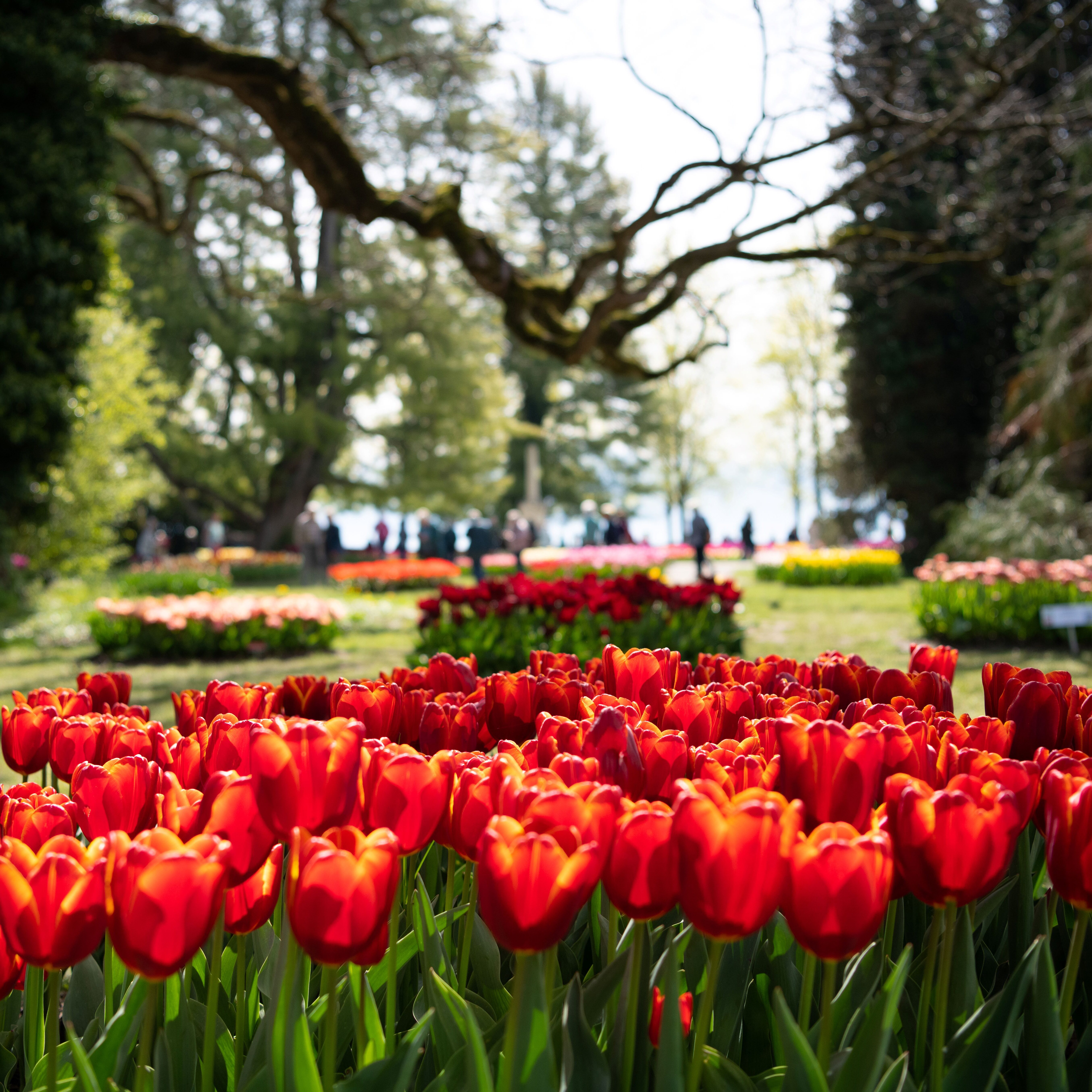 Tulpenfest - Morges - 28. März bis 11. Mai 2025