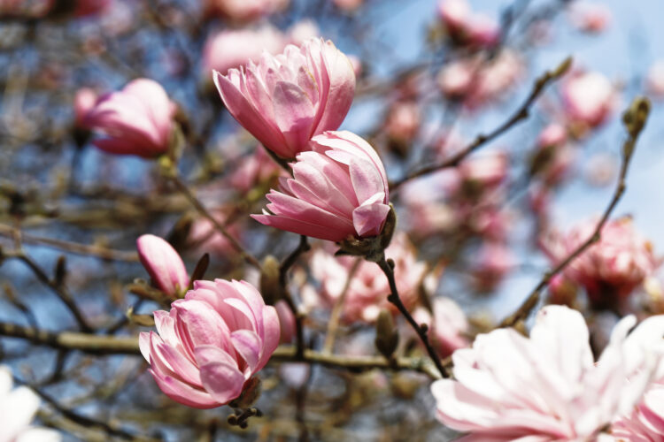 Les cerisiers et magnolias - Arboretum du Vallon de l'Aubonne - mi-mars à mi-avril 2025