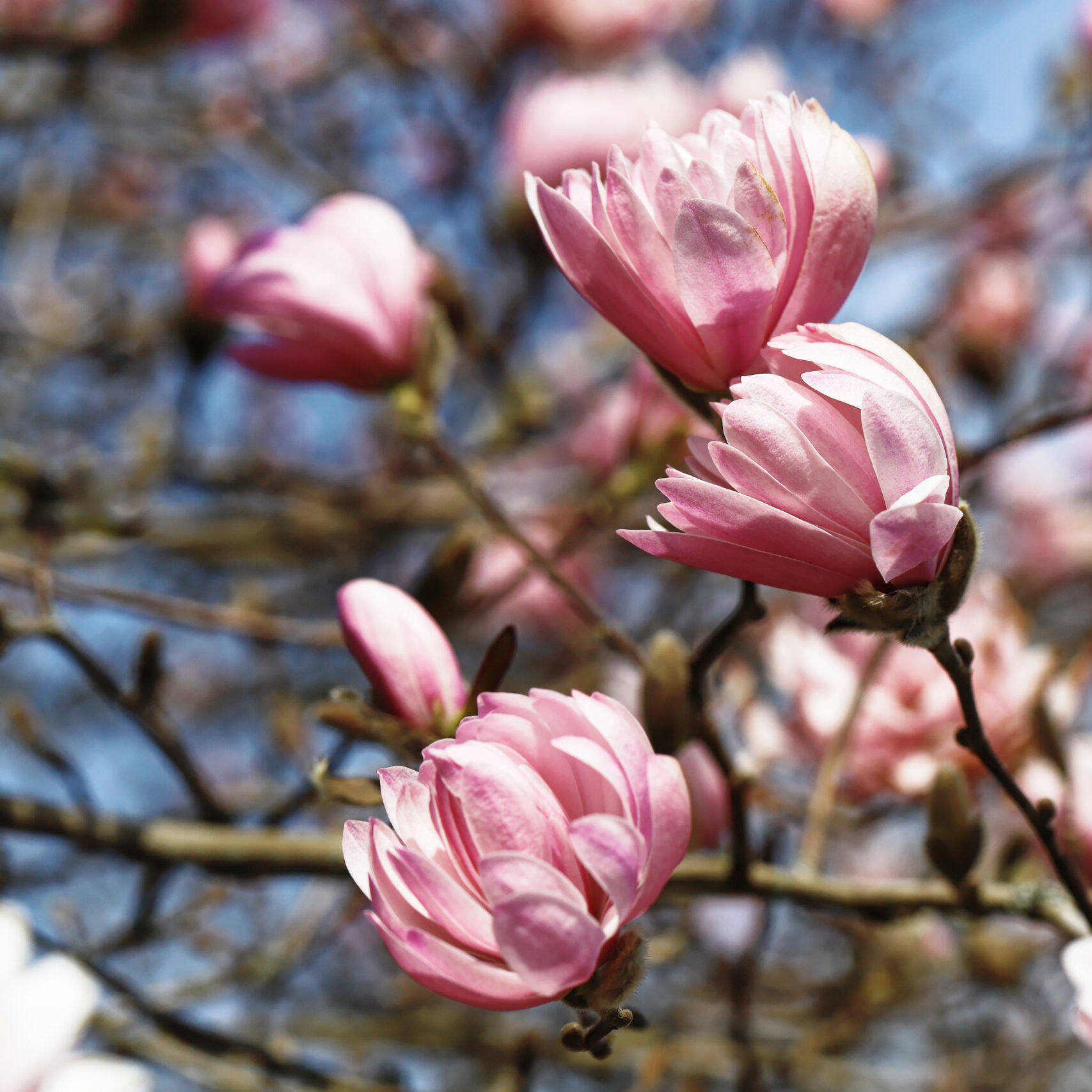 Cherry blossom and magnolias - Arboretum du Vallon de l'Aubonne - mid-March to mid-April 2025