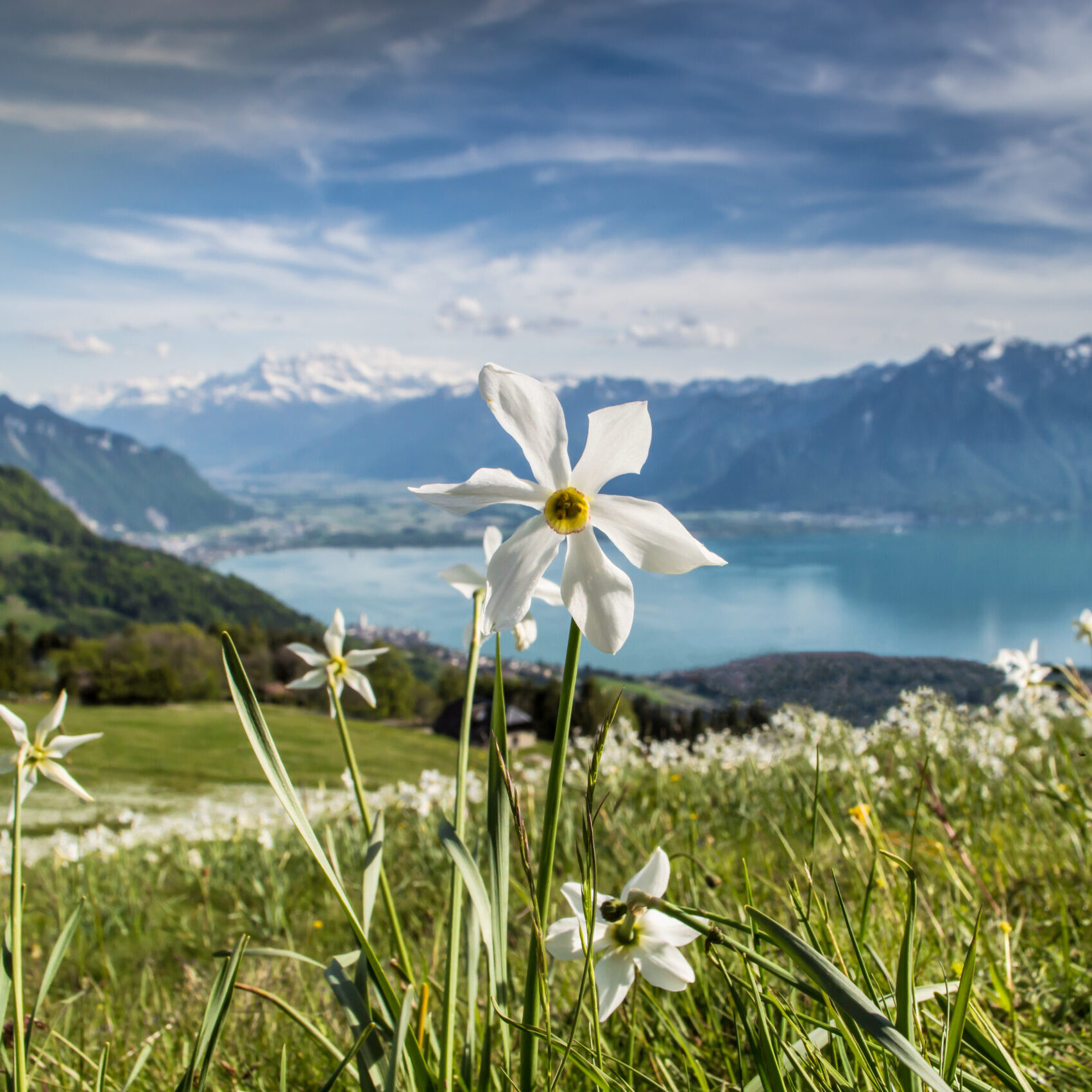Narcissi - Montreux - end of April to beginning of July 2025