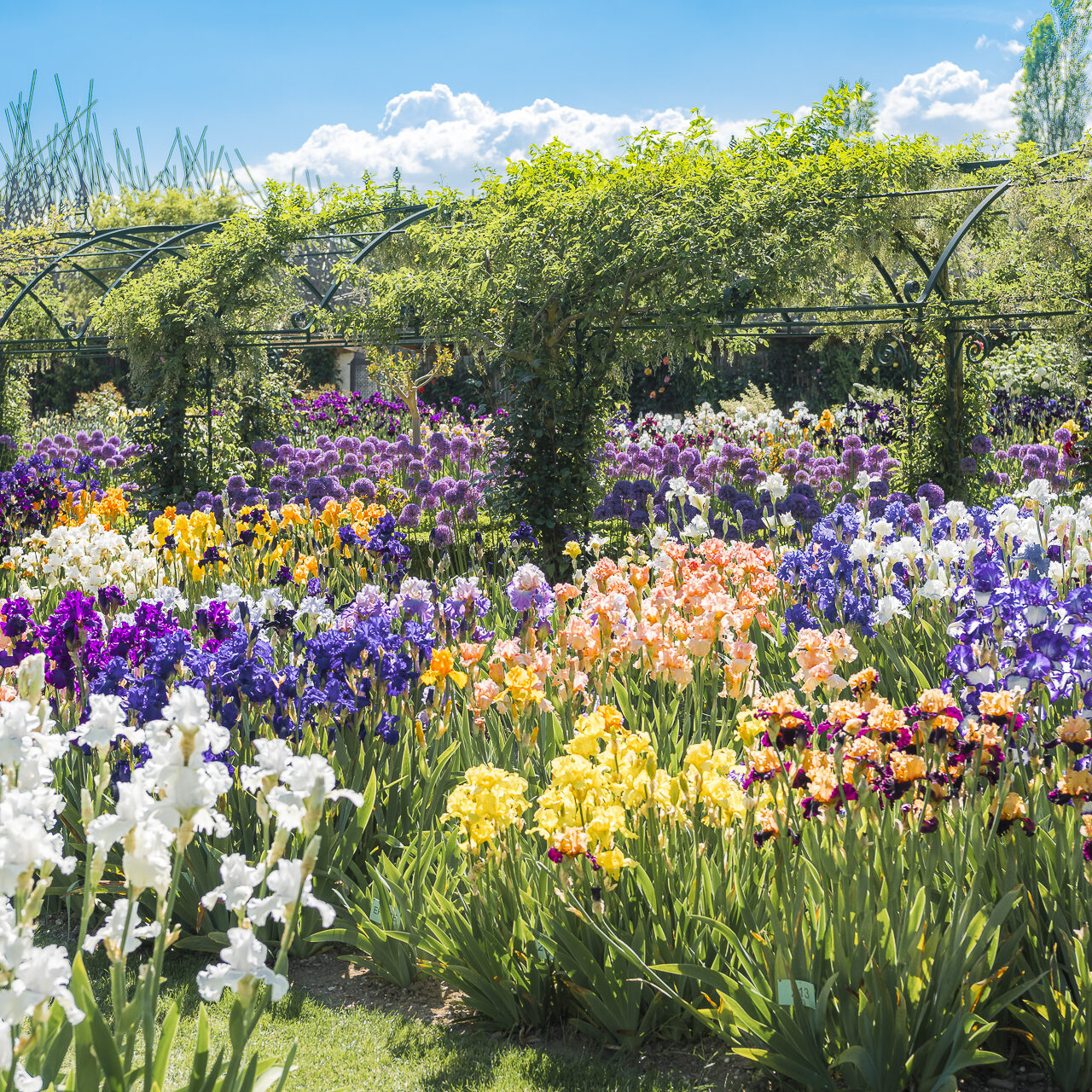 Iris - Vullierens Castle - May to June 2025