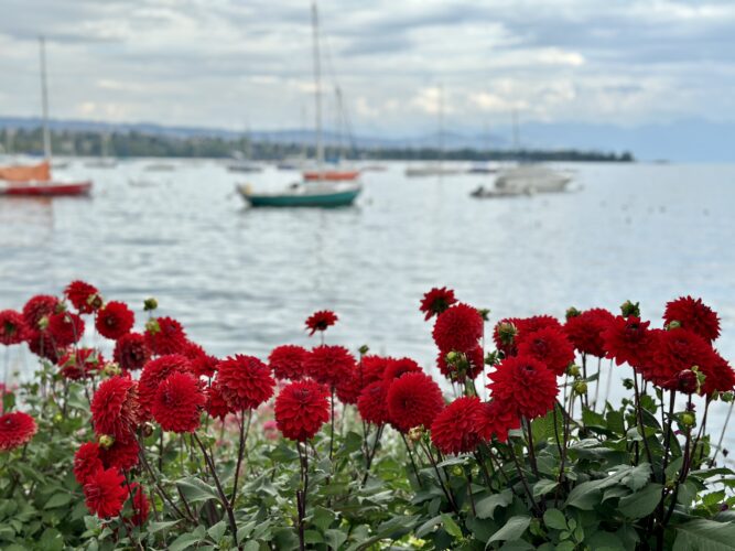 Fête du Dahlia - Morges - juillet à octobre 2025