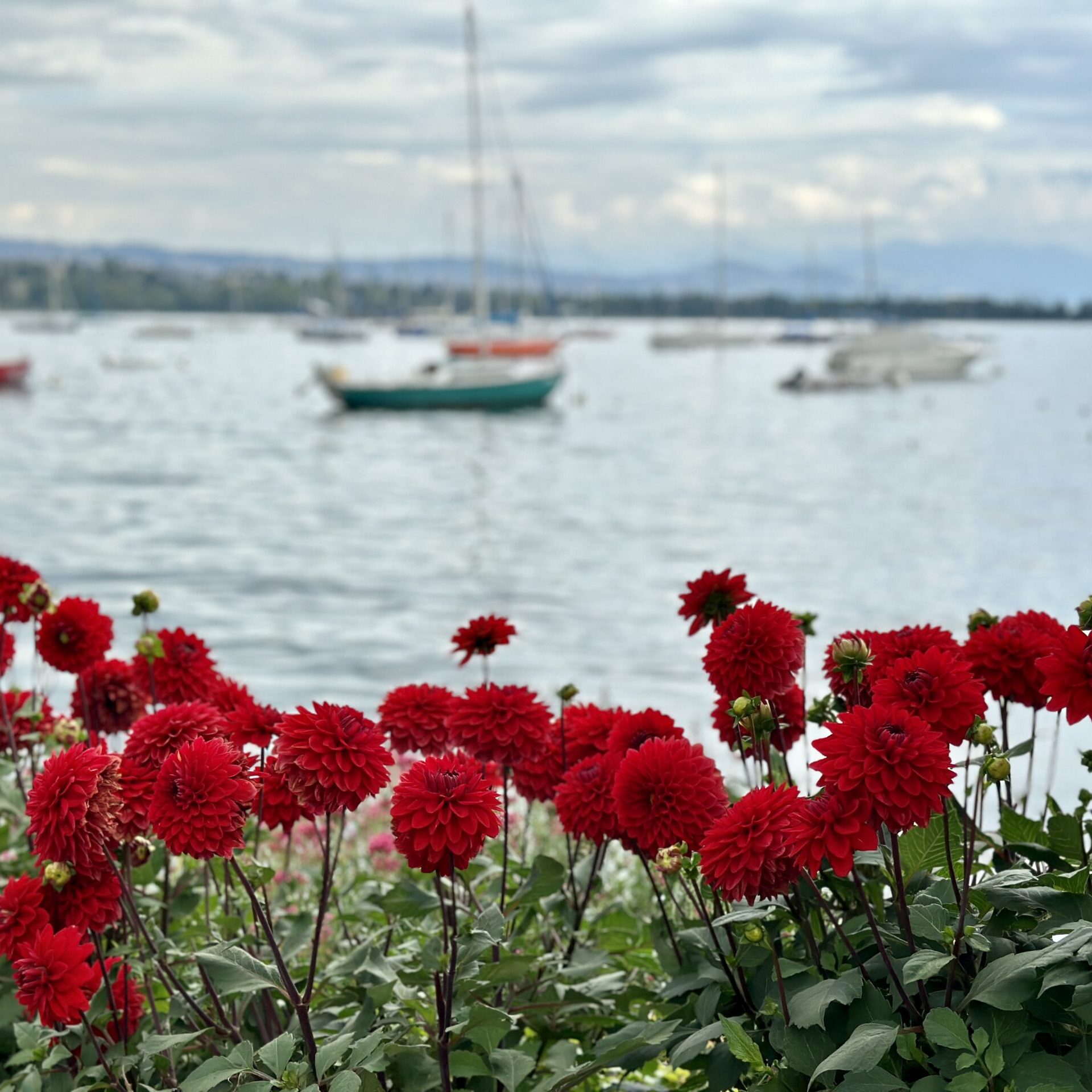 Dahlia Festival - Morges - July to October 2025