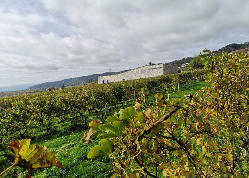La Maison des Vins de La Côte – Die Weine von La Côte an einem Ort inmitten der Weinberge vereint
