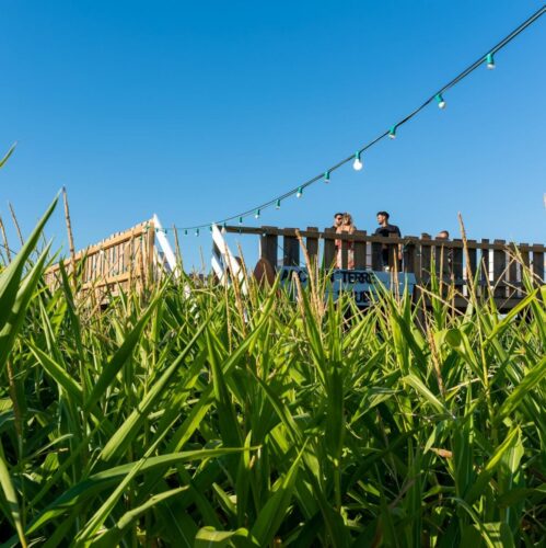 Into the Corn Music Festival