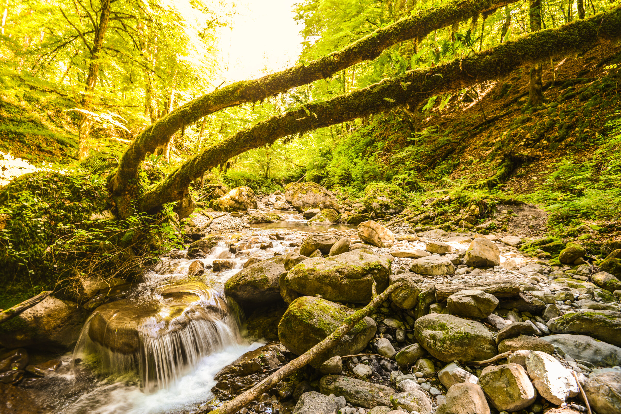 Gorges du Chauderon - Balade près de Montreux dans un cadre naturel et sauvage