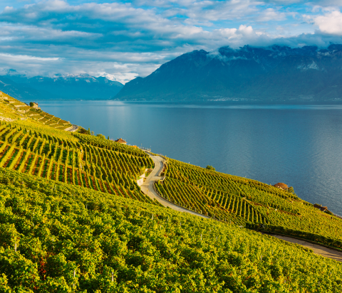 Association Lavaux Patrimoine Mondial