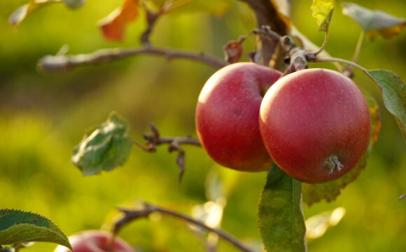 Le terroir vaudois s’invite à l’Alimentarium durant la Semaine du Goût
